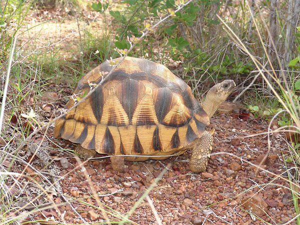 Tandroka – Tortue