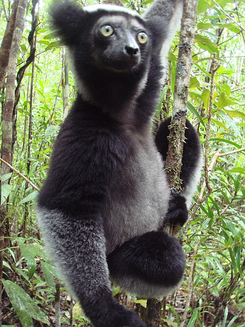 Tandroka – Indri