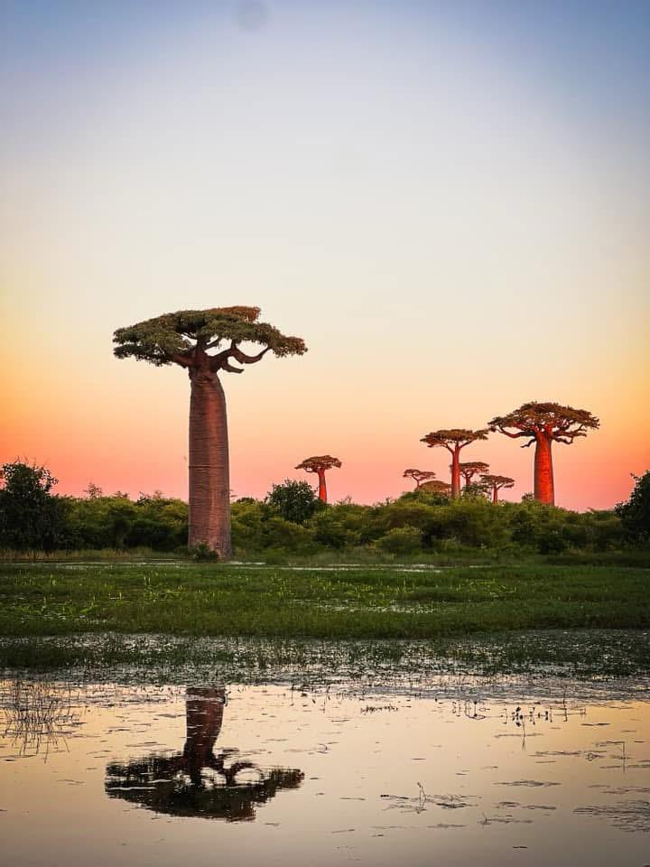 Tandroka – Baobab