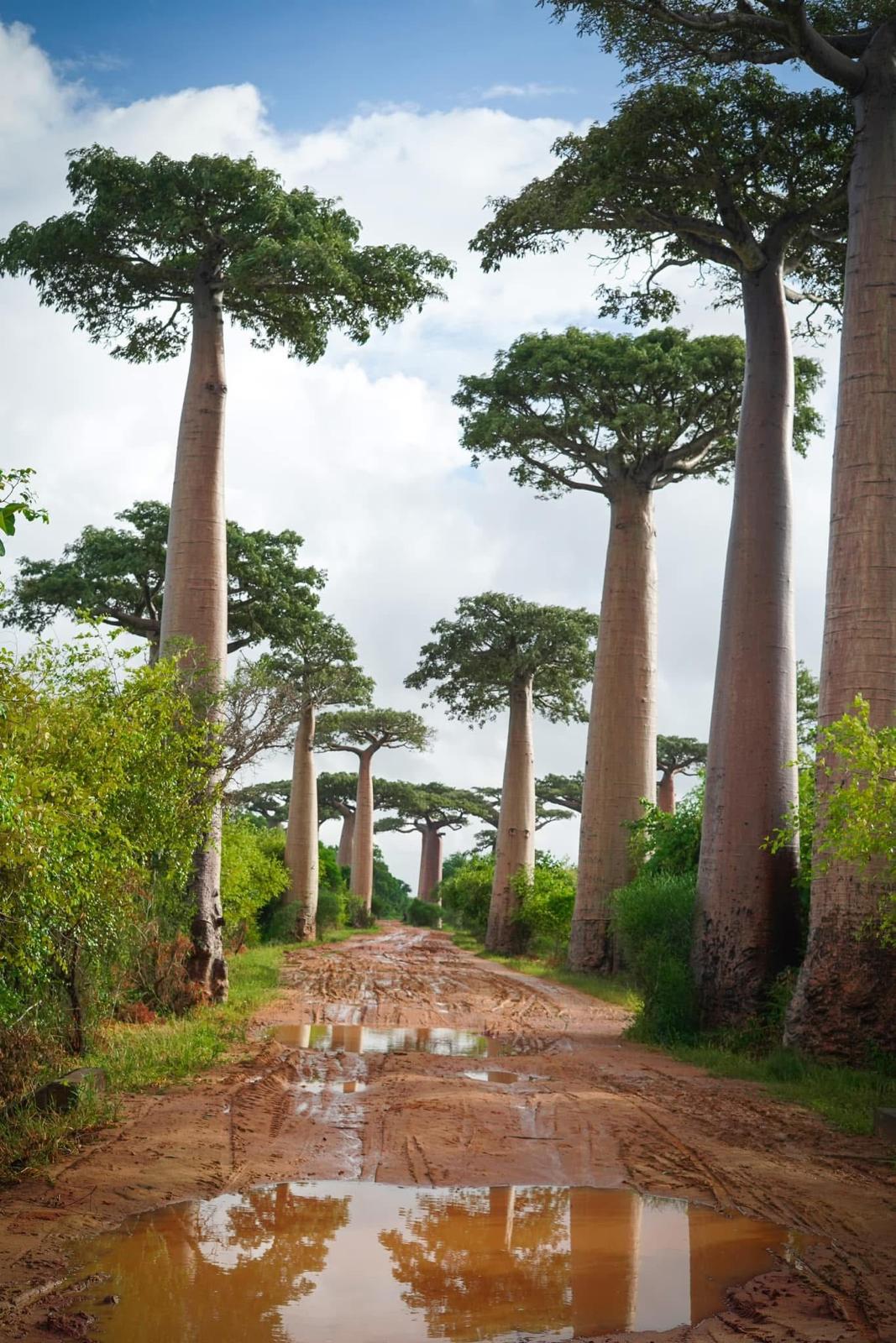Tandroka – allée de baobab