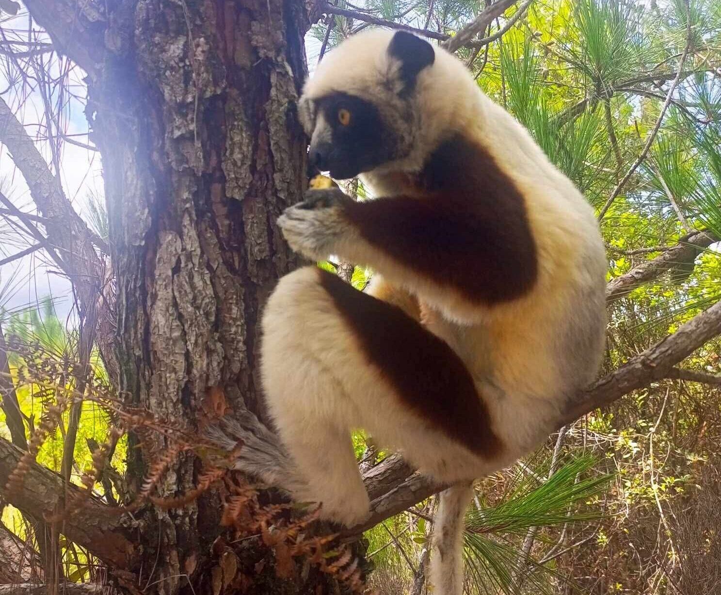 Tandroka – Indri
