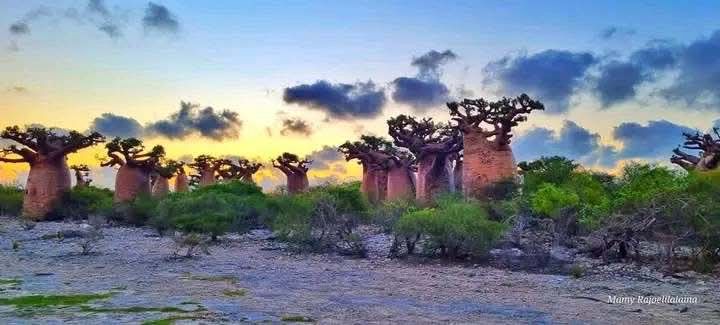 Tandroka – Baobab