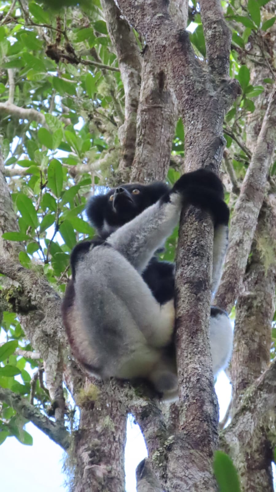 Tandroka – Indri