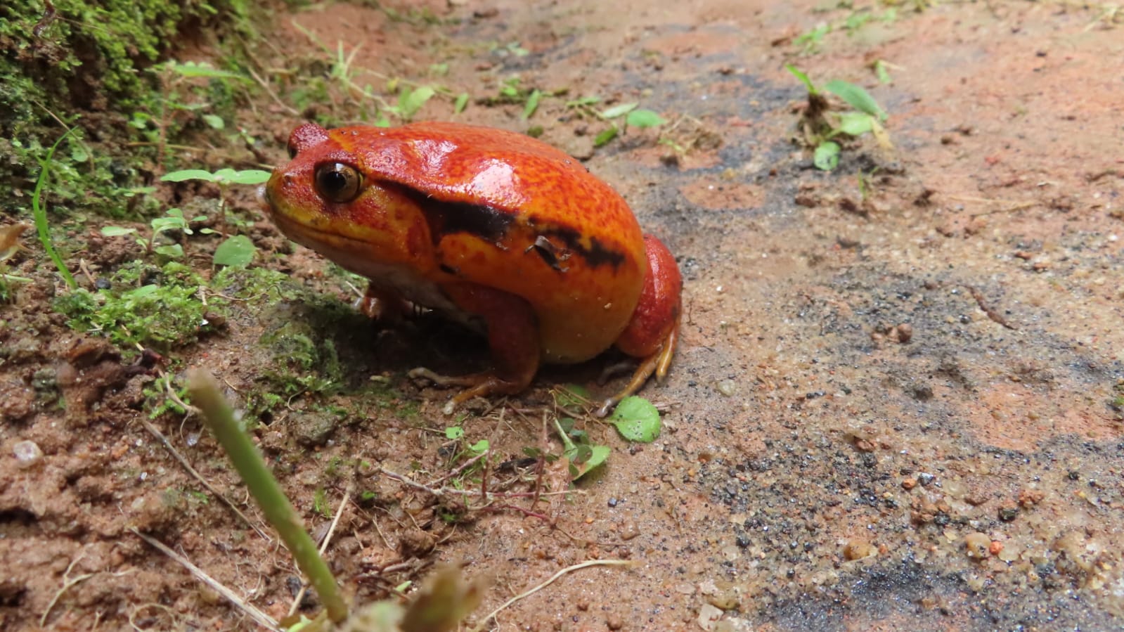 Crapaud rouge