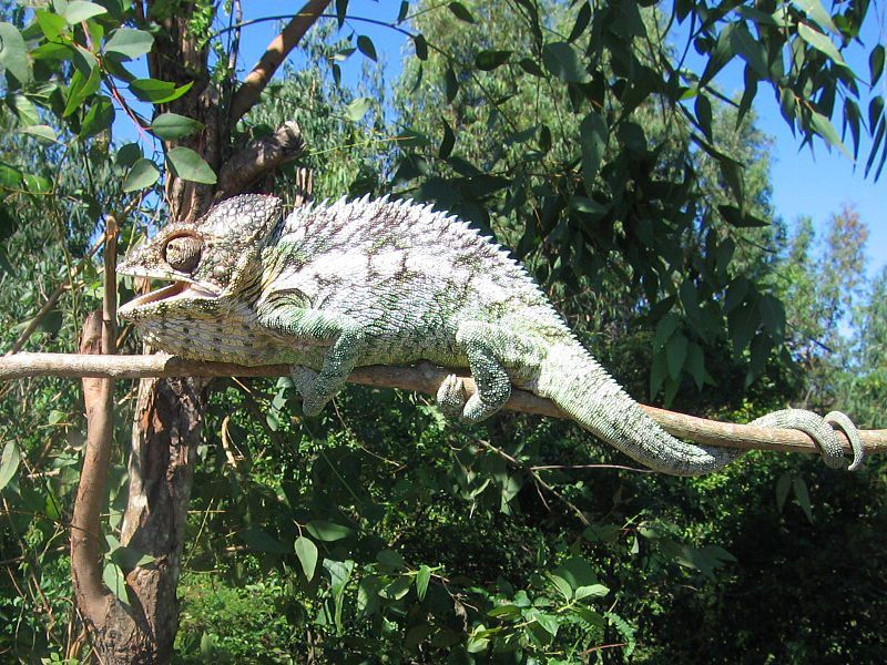 Tandroka – caméléon