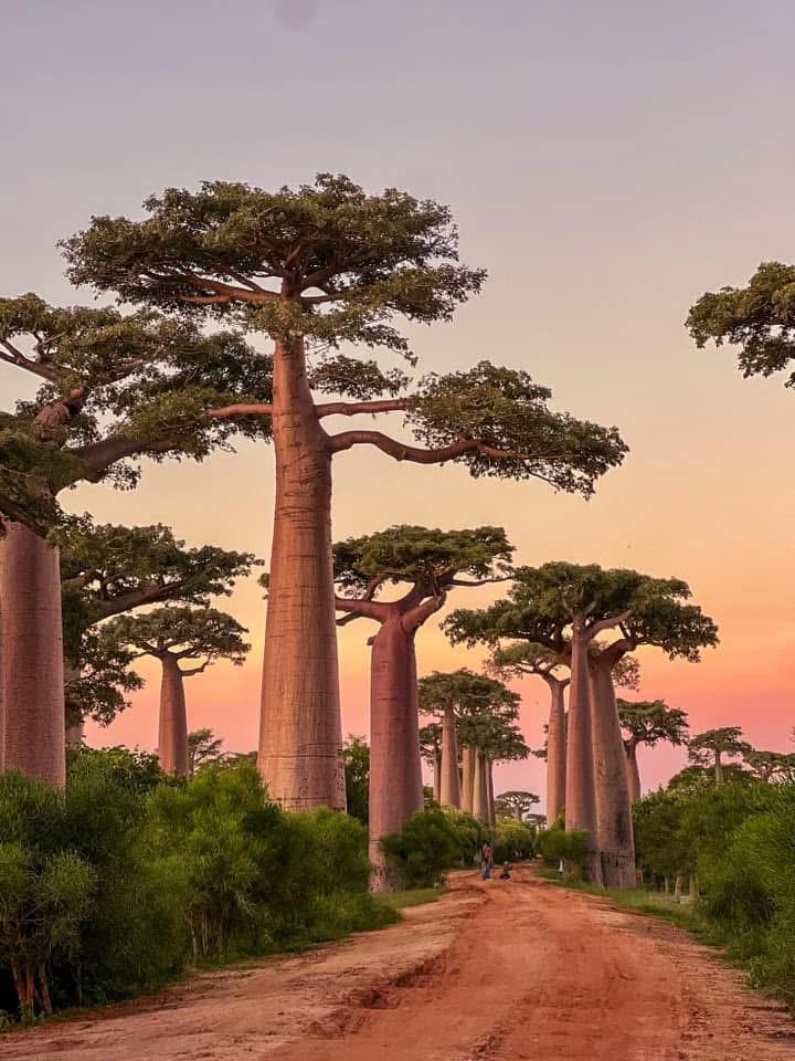 tandroka – allée de baobab