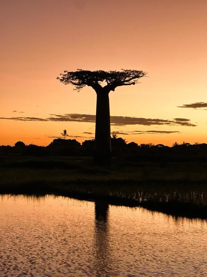 Tandroka – Baobab