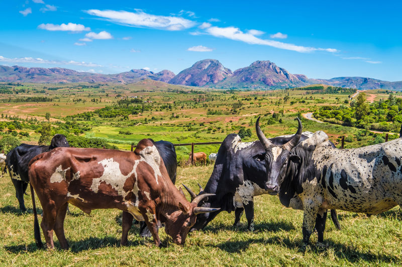 Marché hebdomadaire aux zébus à Ambalavao, dans les Hautes Terres centrales de Madagascar, près de la ville de Fianarantsoa. ​​C'est le plus grand marché aux zébus du pays