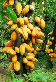 Tandroka – cacao