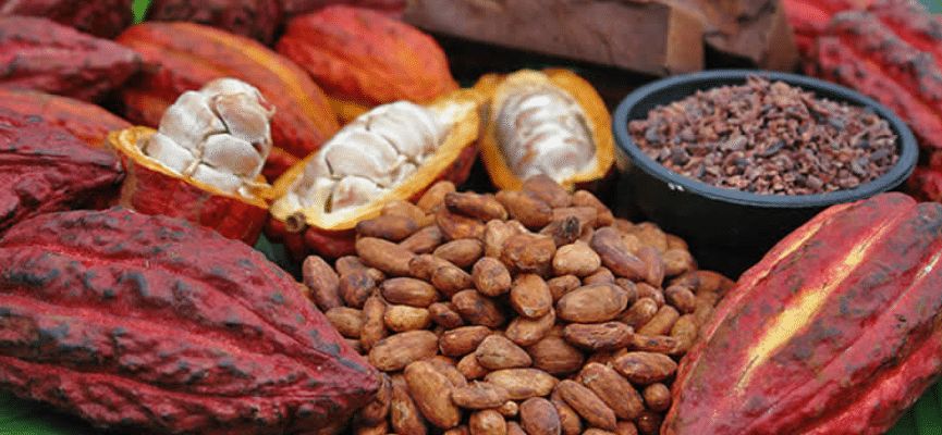 Tandroka – cacao